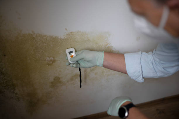Professional Mold Removal in Pulaski, WI
