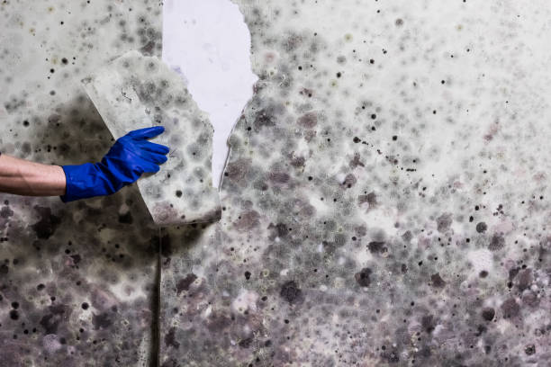 Best Certified Mold Removal  in Pulaski, WI
