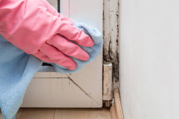Best Toxic Mold Removal  in Pulaski, WI