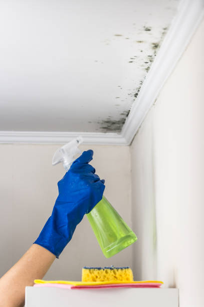 Best Crawl Space Mold Removal  in Pulaski, WI